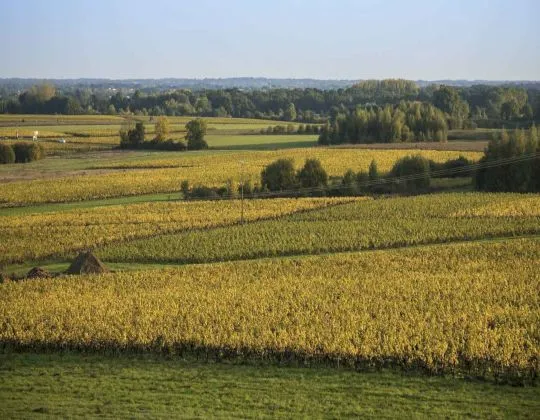 Le vin houblonné